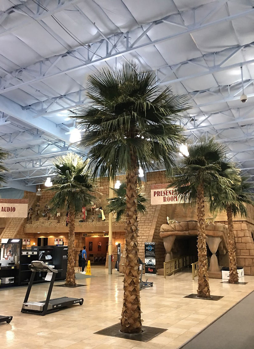 Palm trees in front of Presentation Room